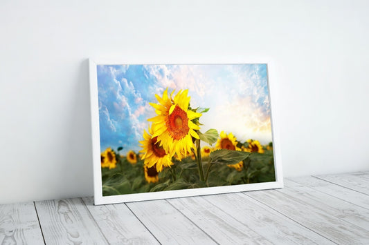 Sunflower Field