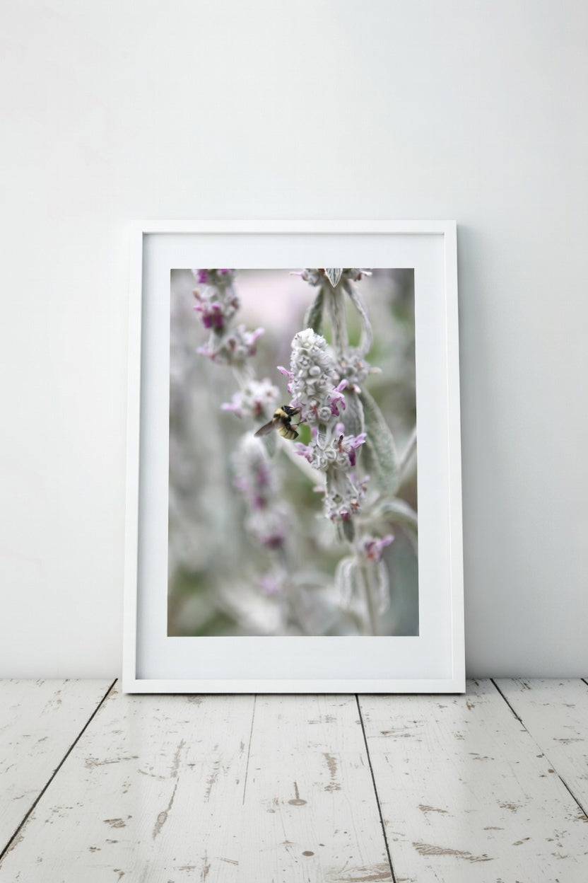 Bee on Lavender