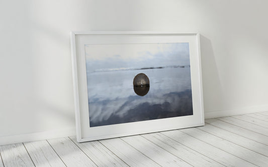 Sand Dollar