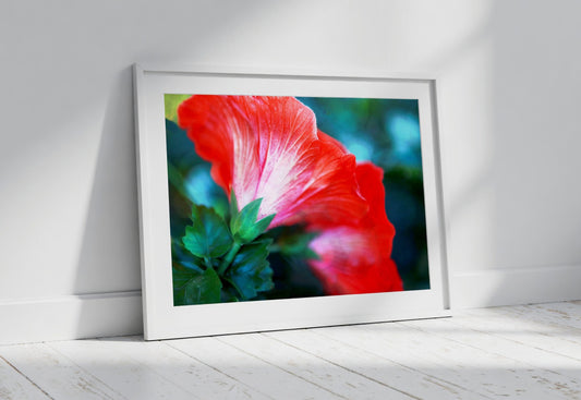 Red Hibiscus
