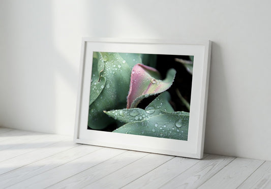 Tulip Leaves in the Morning