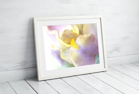 Lavender Iris Petal