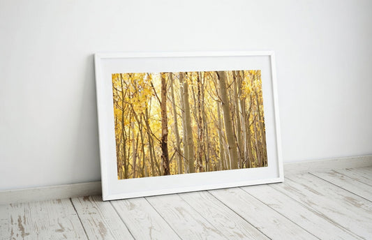 Gold Aspen Trees