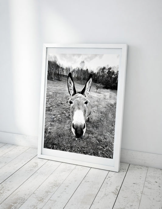 Donkey Portrait