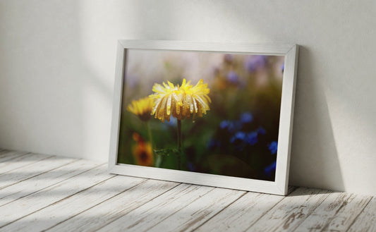 Yellow Dew Drop Daisy