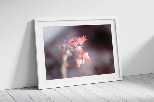 Soft pink succulent Flower Blooms
