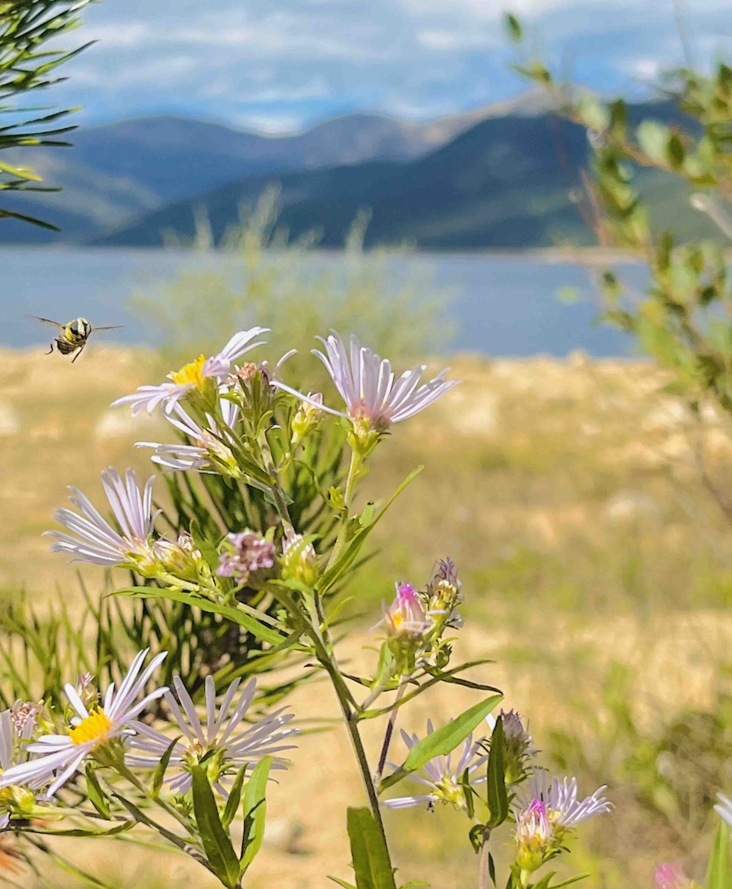Bee on a Wildflower
