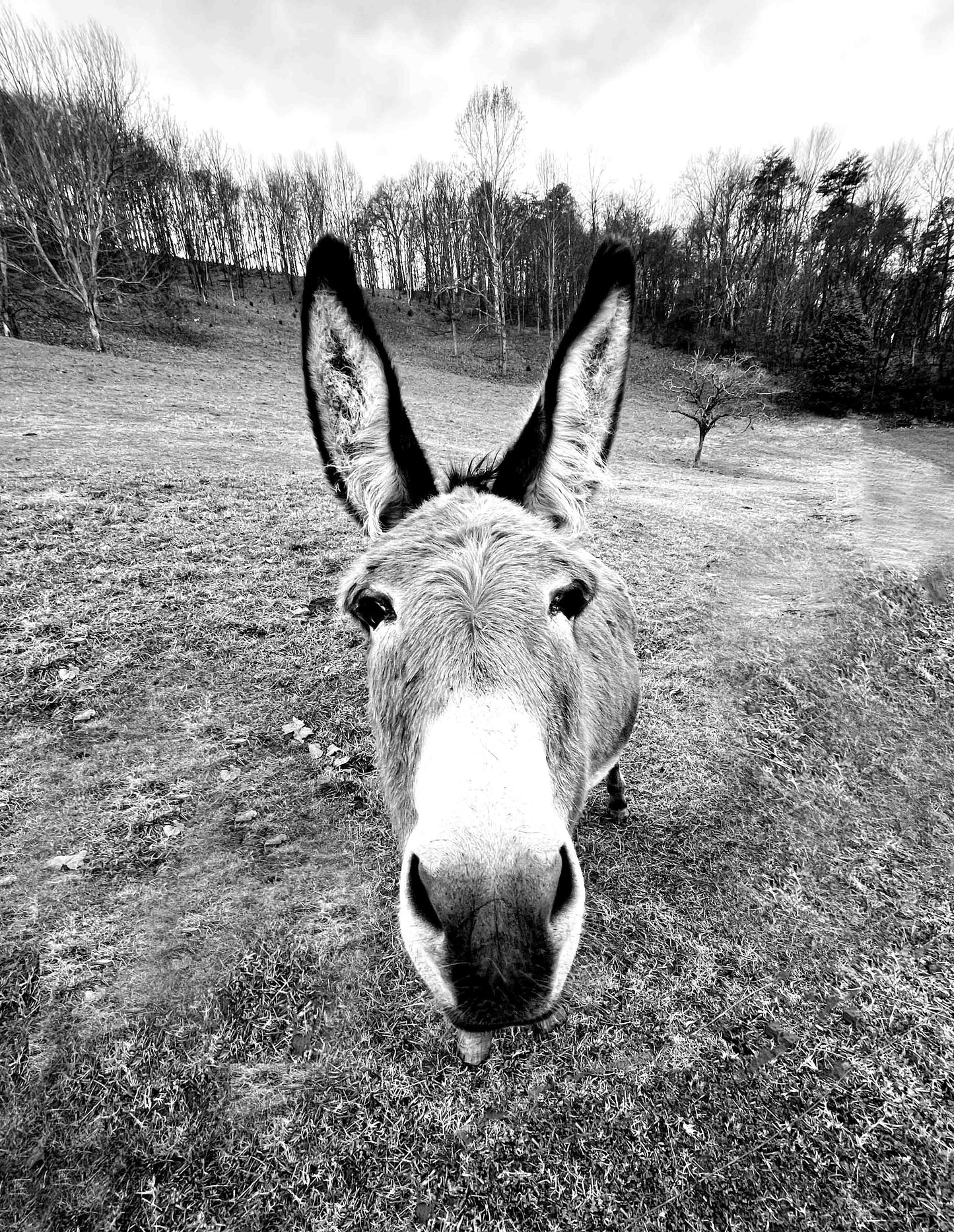 Donkey Portrait