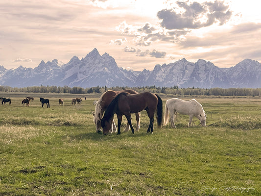 Wild Horses of Wyoming