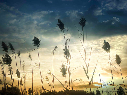 Cattails at Sunset