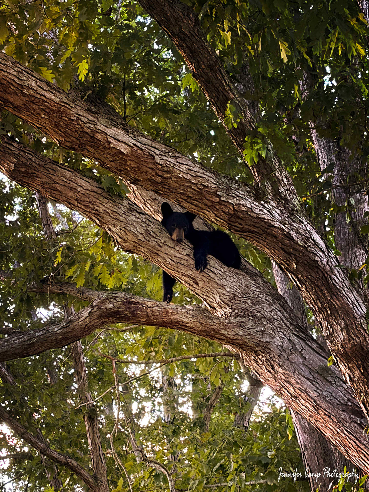Bear Cub
