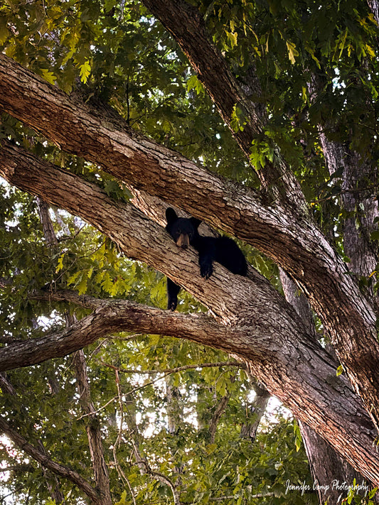 Bear Cub