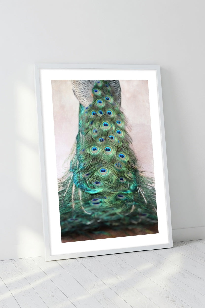 Peacock Feather