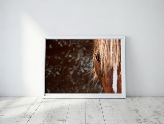 Wild Horse