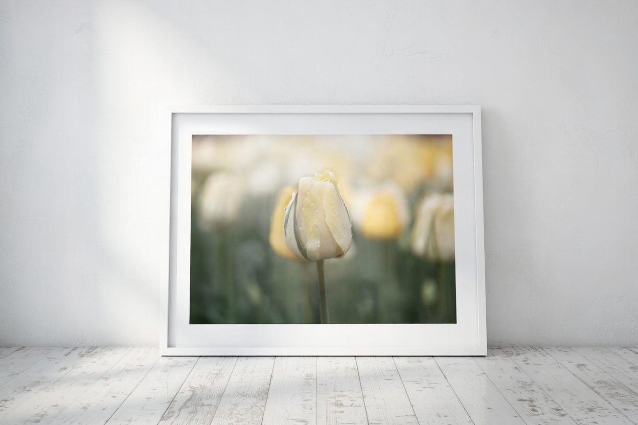 Yellow Tulip Filed