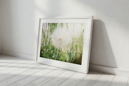 Dreamy Dandelion