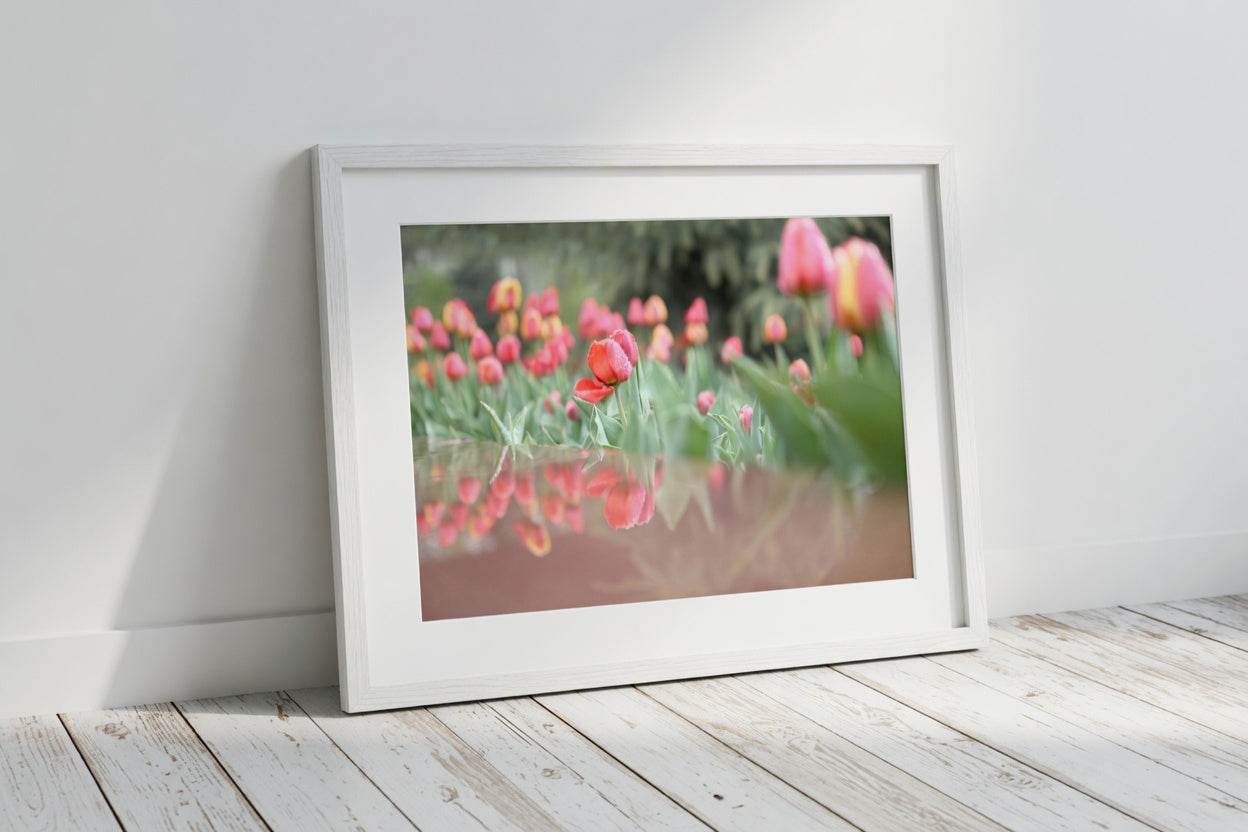Raindrops on Pink Tulips
