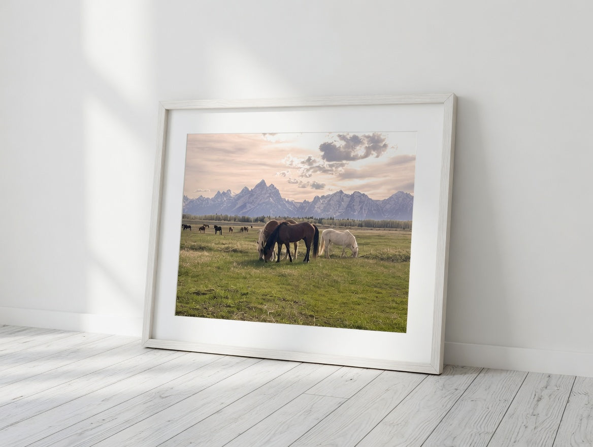 Wild Horses of Wyoming