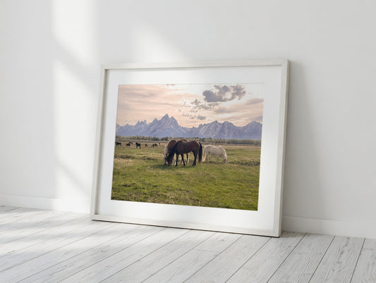Wild Horses of Wyoming