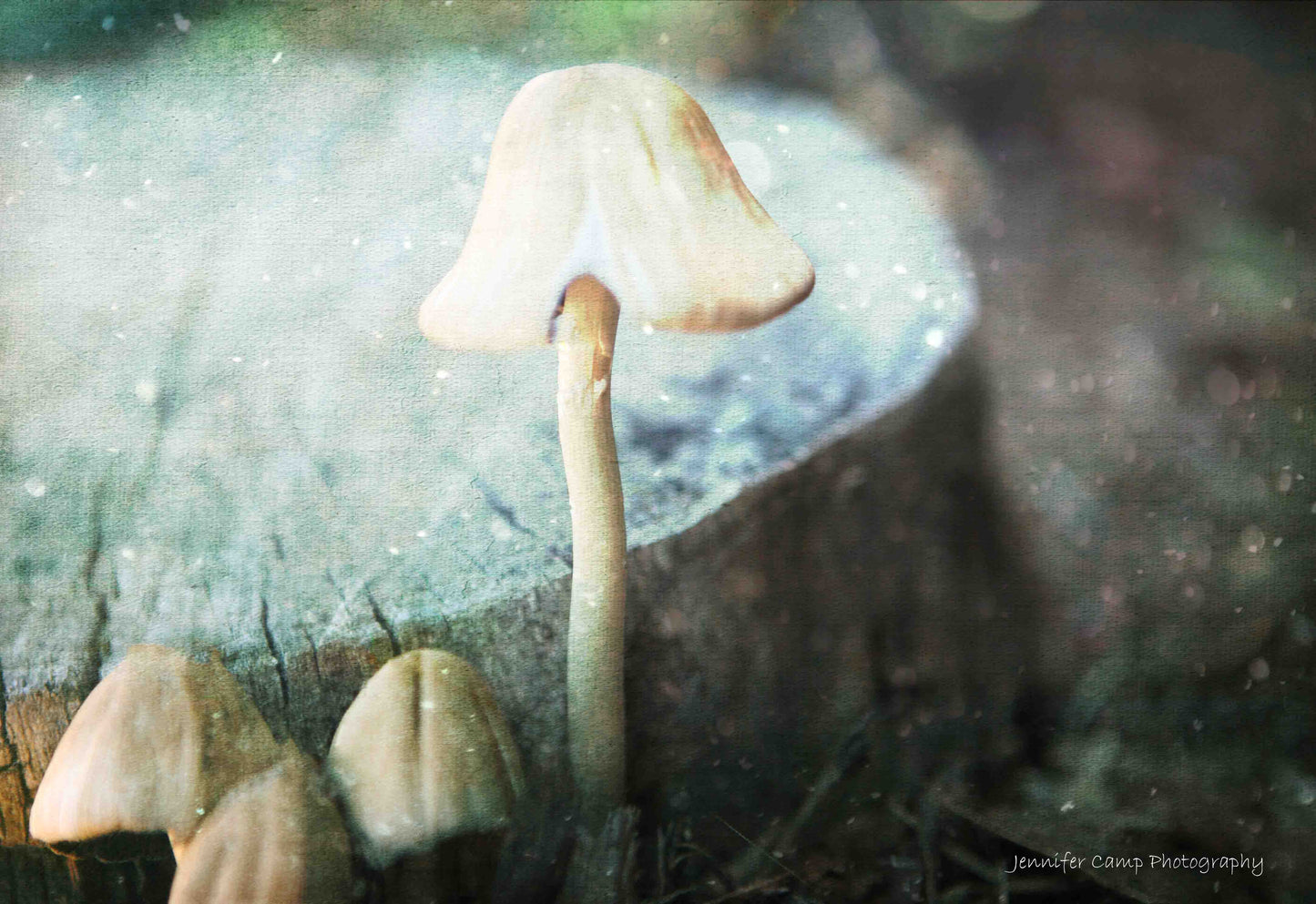 Wild Mushroom