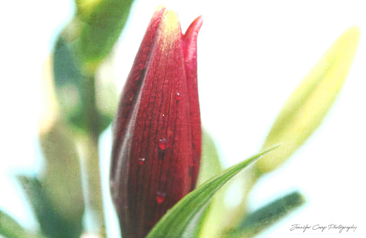 Lily Bud