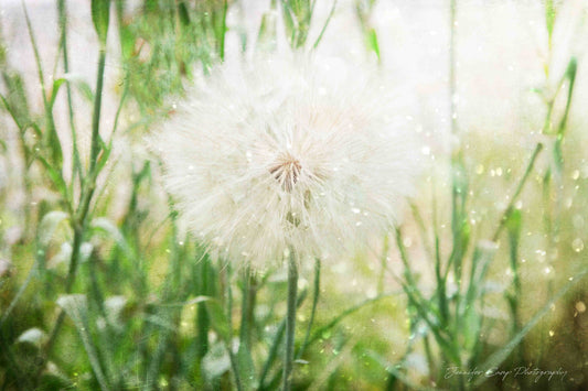 Dreamy Dandelion