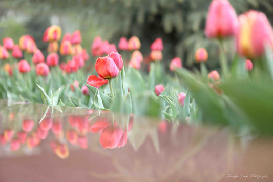 Raindrops on Pink Tulips
