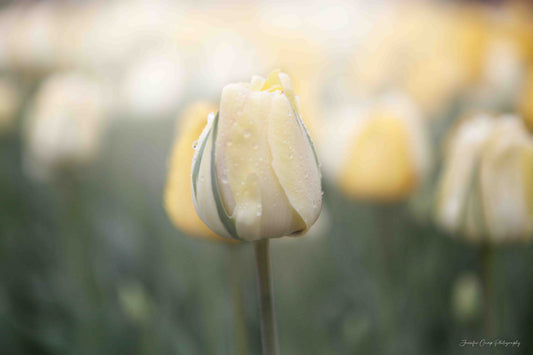 Yellow Tulip Filed