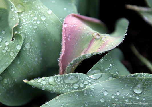 Tulip Leaves in the Morning