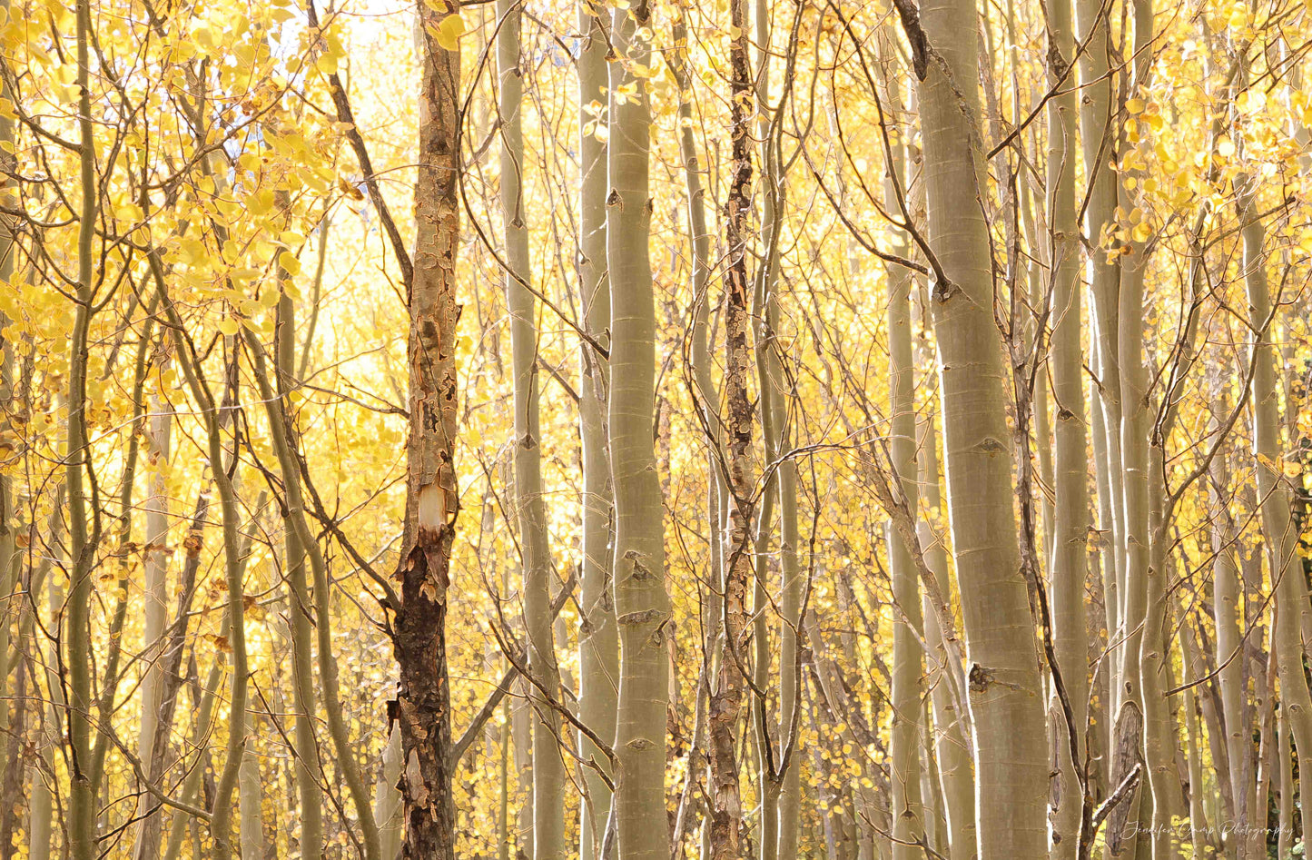 Gold Aspen Trees