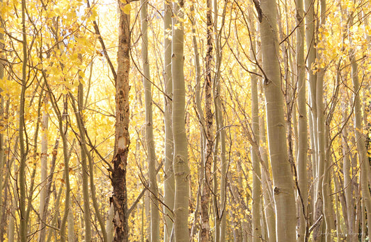 Gold Aspen Trees