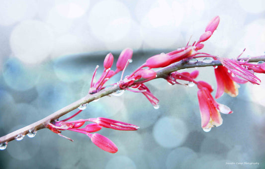 Pink Leaves