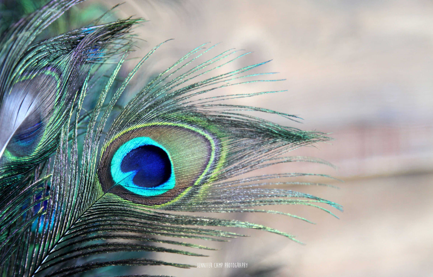 Peacock Feather