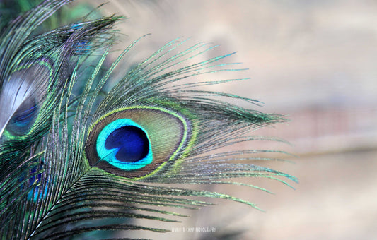 Peacock Feather