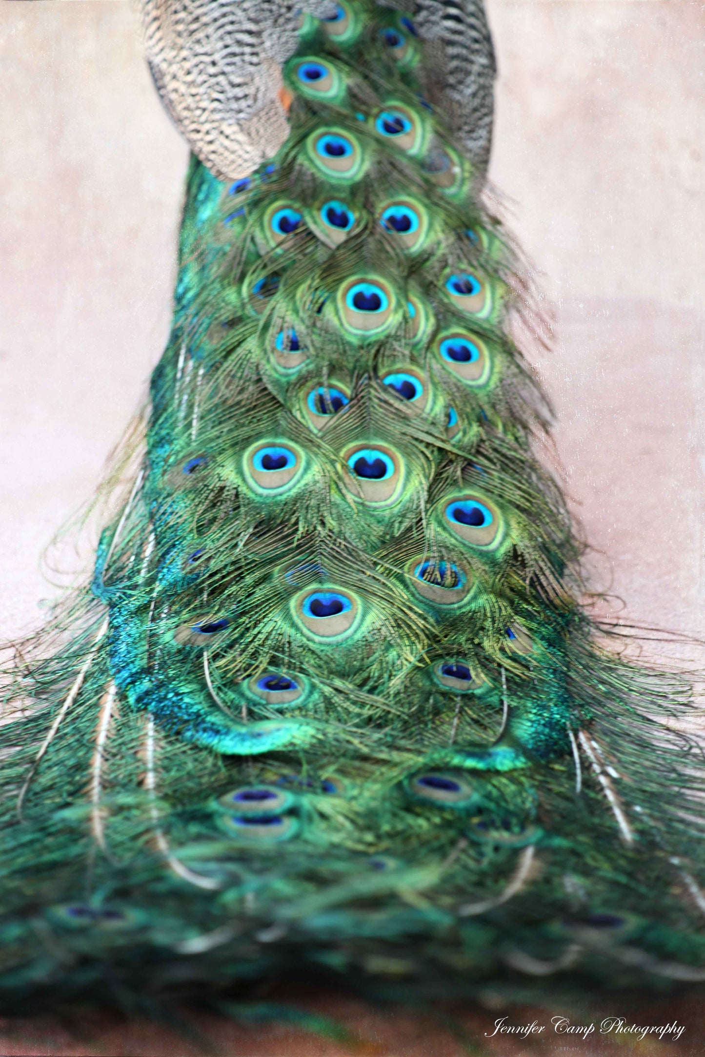 Peacock Feather