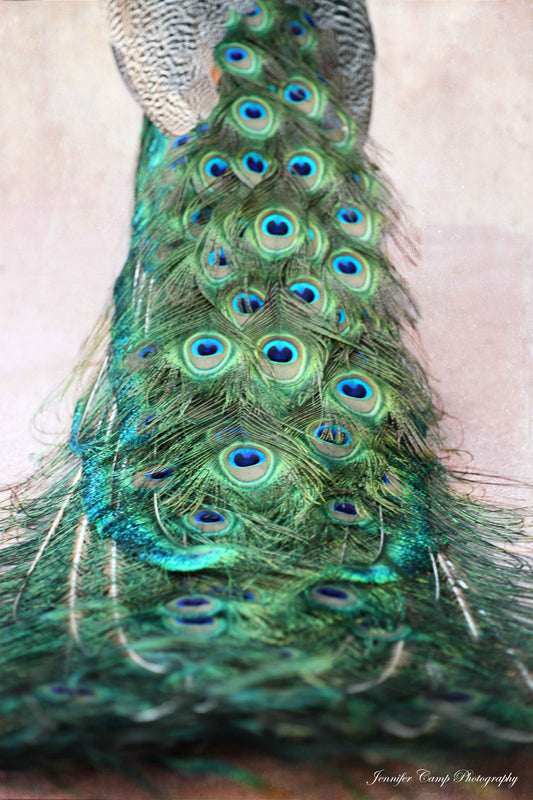 Peacock Feather