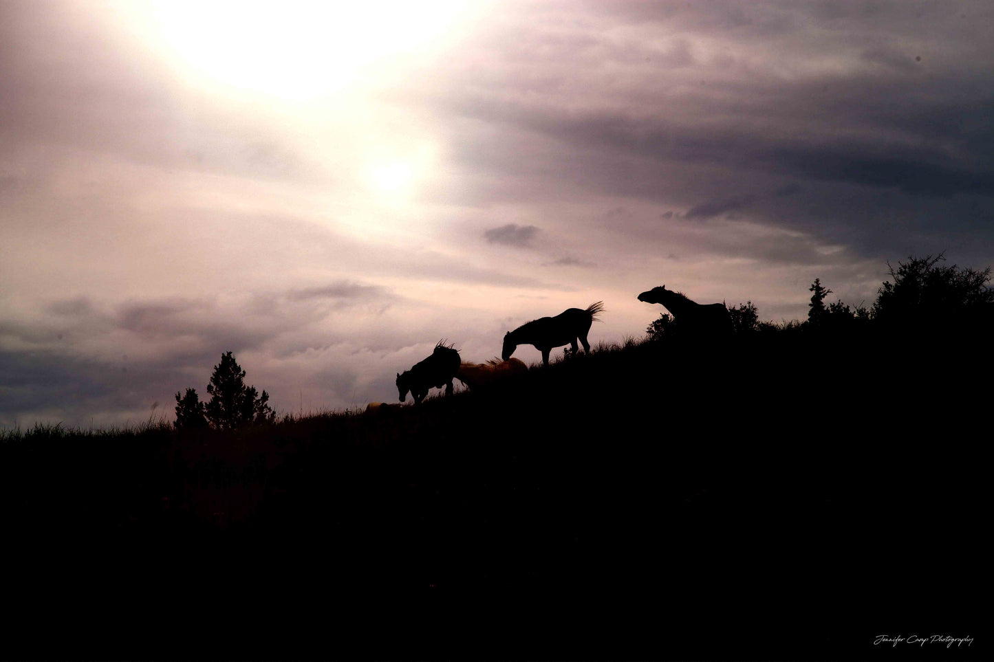 Wild Horses of North Dakota