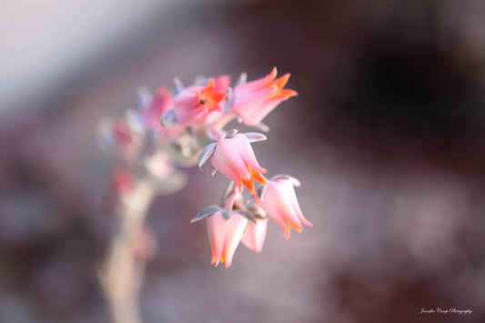 Soft pink succulent Flower Blooms