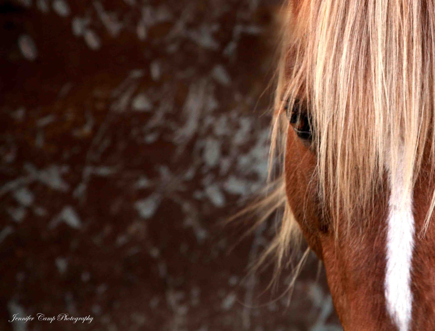 Wild Horse