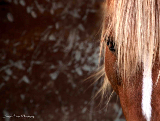 Wild Horse