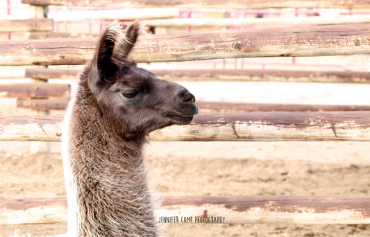 Llama Portrait