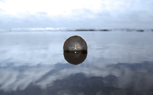 Sand Dollar