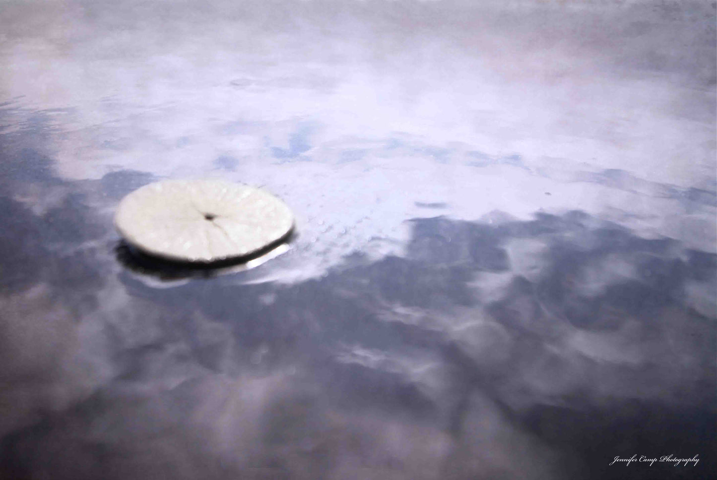Sand Dollar Photography Print