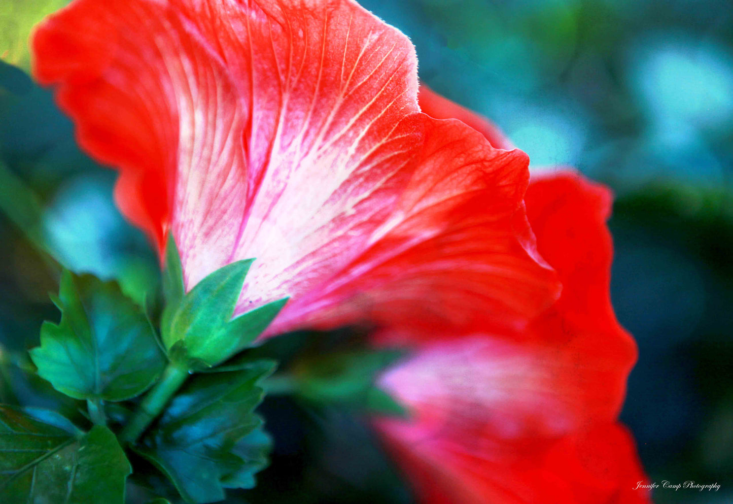 Red Hibiscus