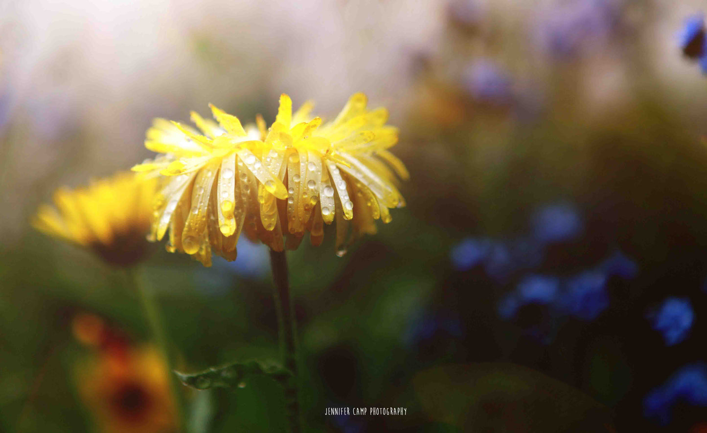 Yellow Dew Drop Daisy
