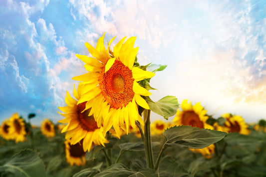 Sunflower Field