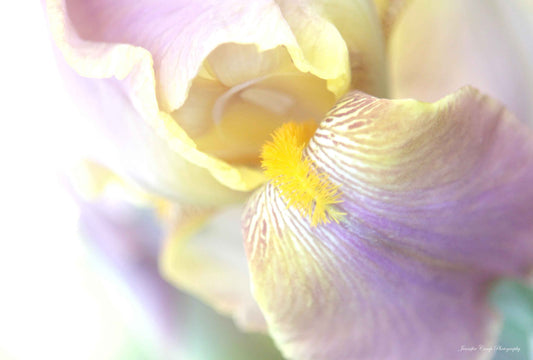Lavender Iris Petal