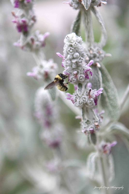Bee on Lavender