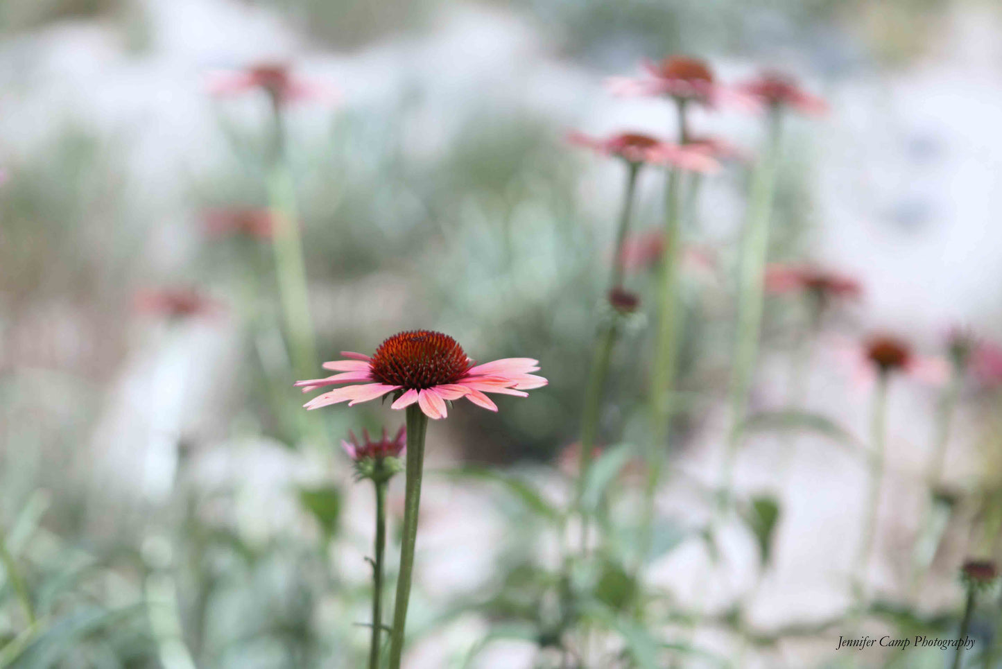 Blush Daisy