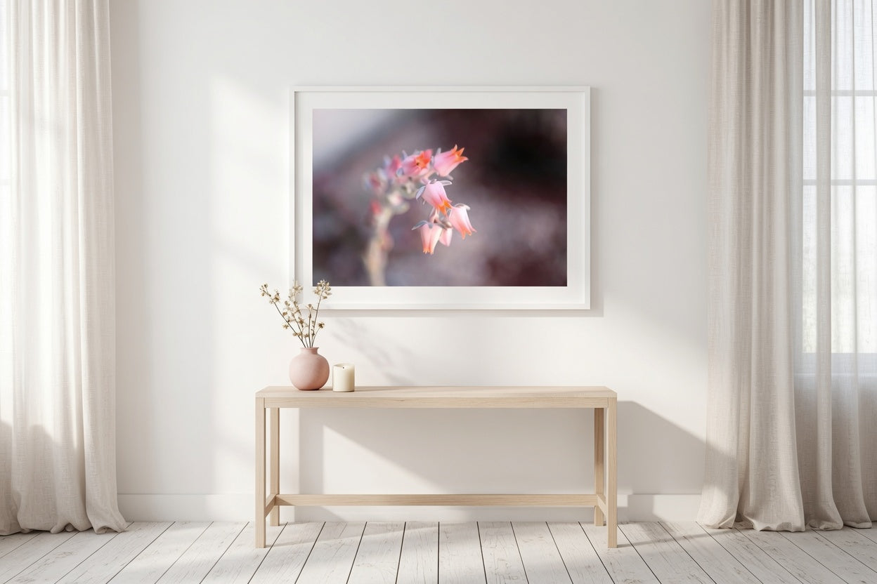 Soft pink succulent Flower Blooms